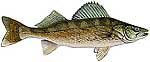 150-62-walleye