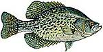 150-77-crappie