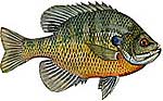 150-93-bluegill