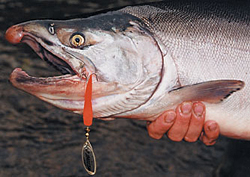 La Quimperloise - Pêche saumons et carnassiers - Flying C lure