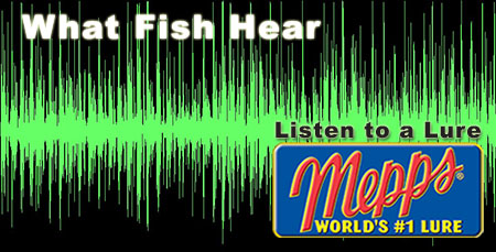 What fish hear